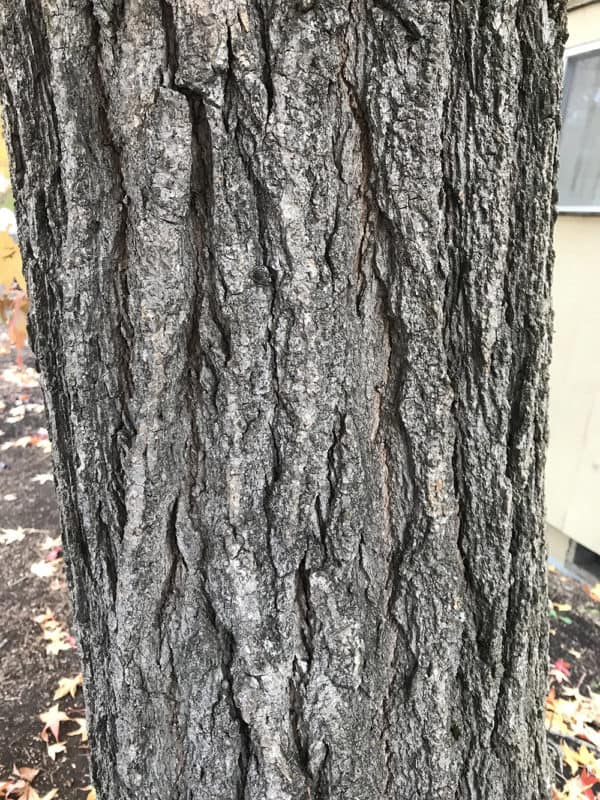 Sweetgum tree bark