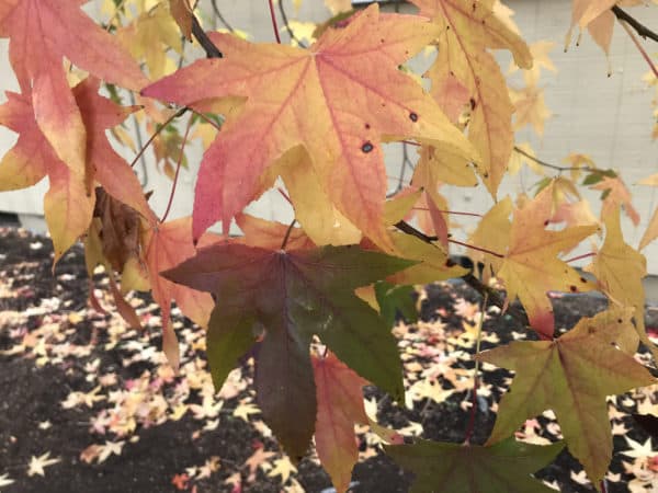 American sweetgum leaves in fall color