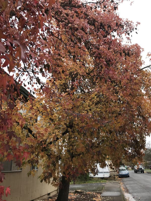 American Sweetgum tree