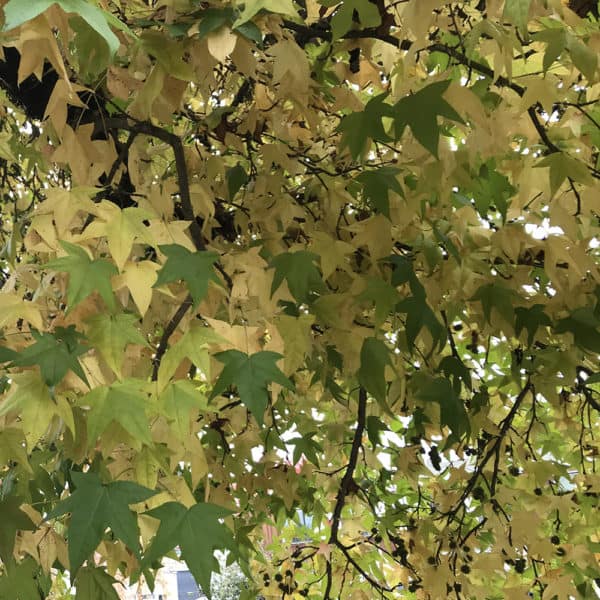 sweetgum tree leaves