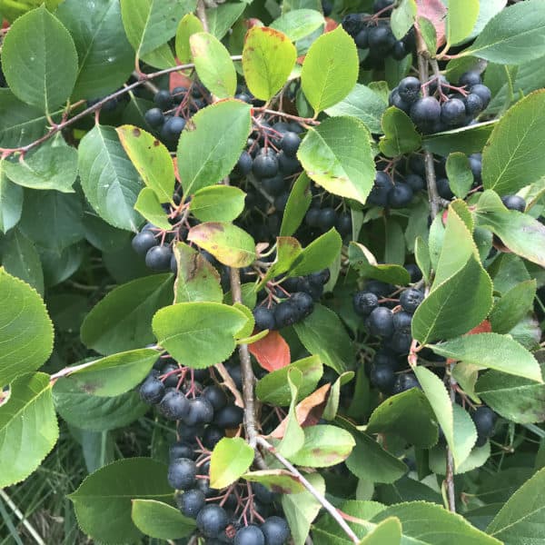 aronia berries - clusters on bush