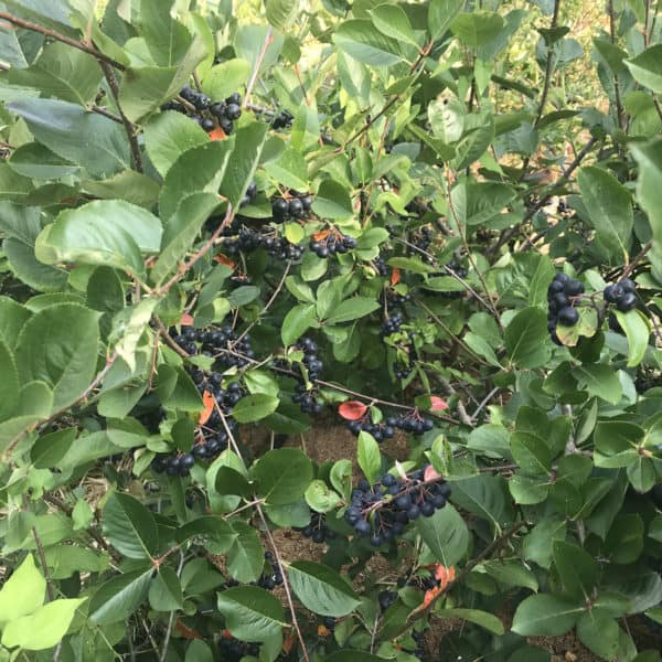 aronia berry bush with ripe berries