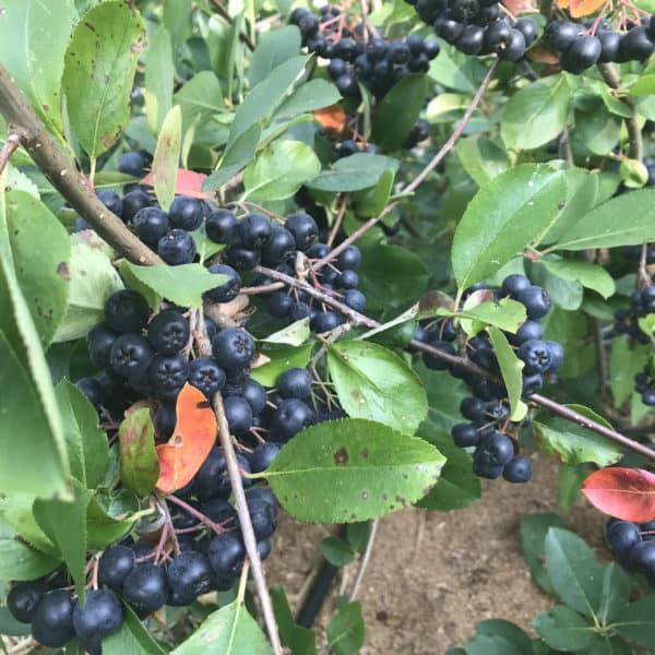 aronia berry clusters