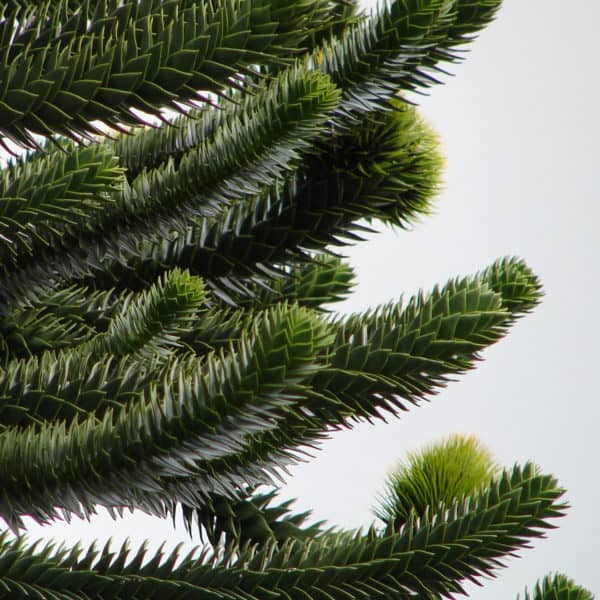 monkey puzzle tree branches