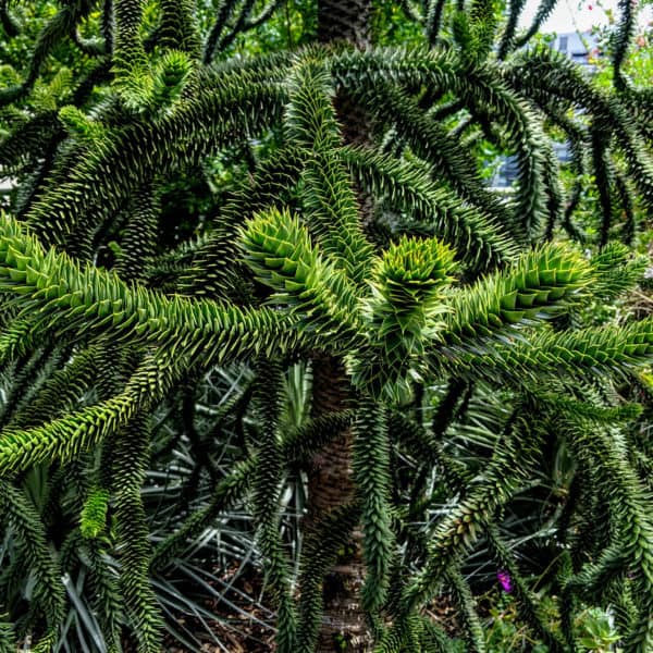 monkey puzzle tree branches