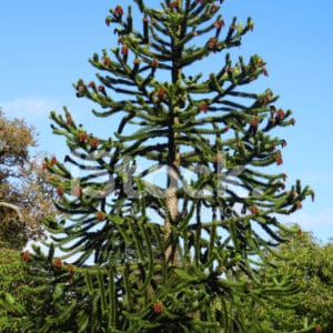 monkey puzzle tree with seed-cones