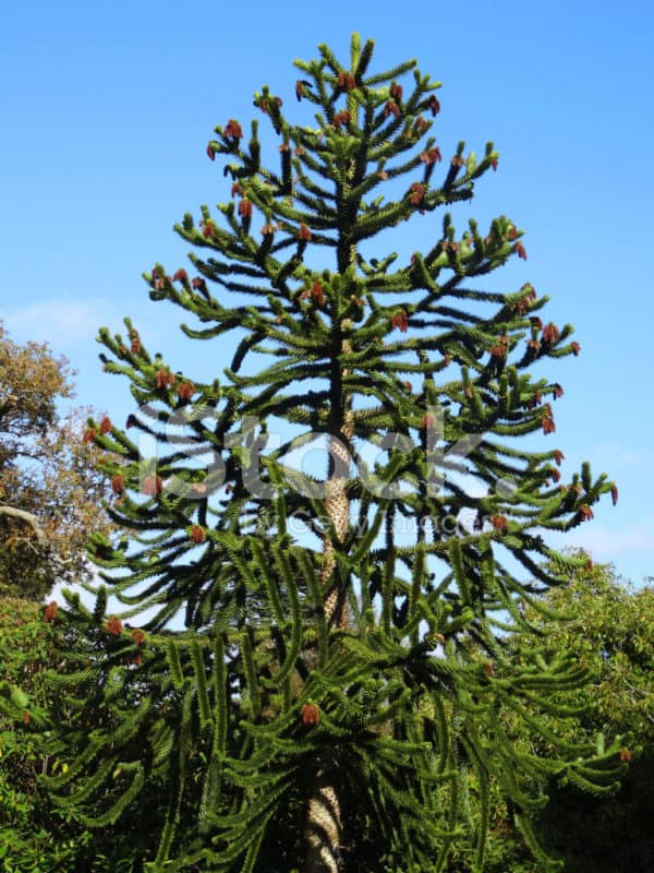 monkey puzzle tree with seed-cones
