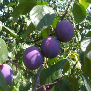 Prunus Domestica Plum