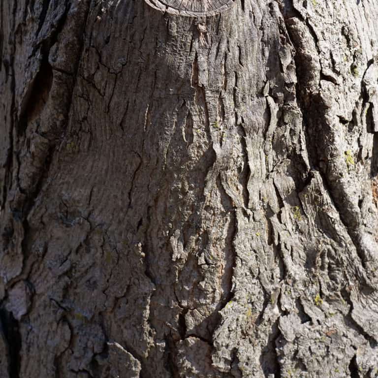 Shellbark Hickory - Spencer Creek Nursery