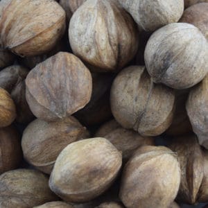 shellbark hickory nuts