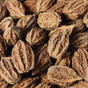 butternut nuts