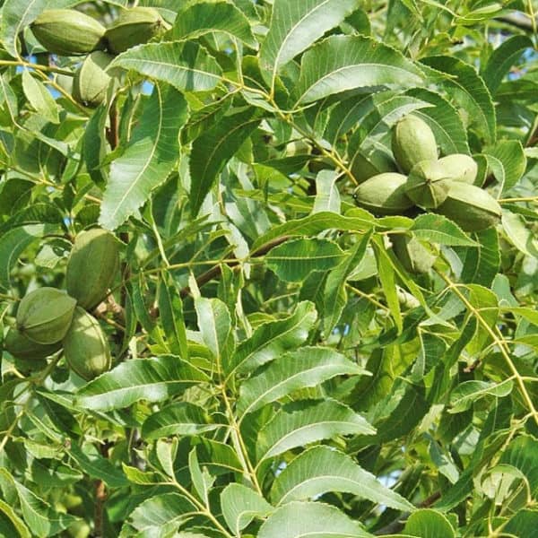 kanza northern pecan green nuts on tree branches