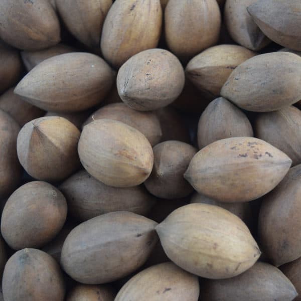 kanza northern pecan nuts