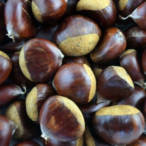 precoce migoule chestnuts