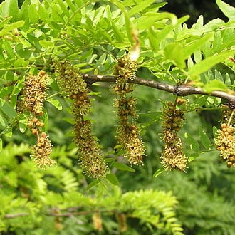 thornless honey locust tree