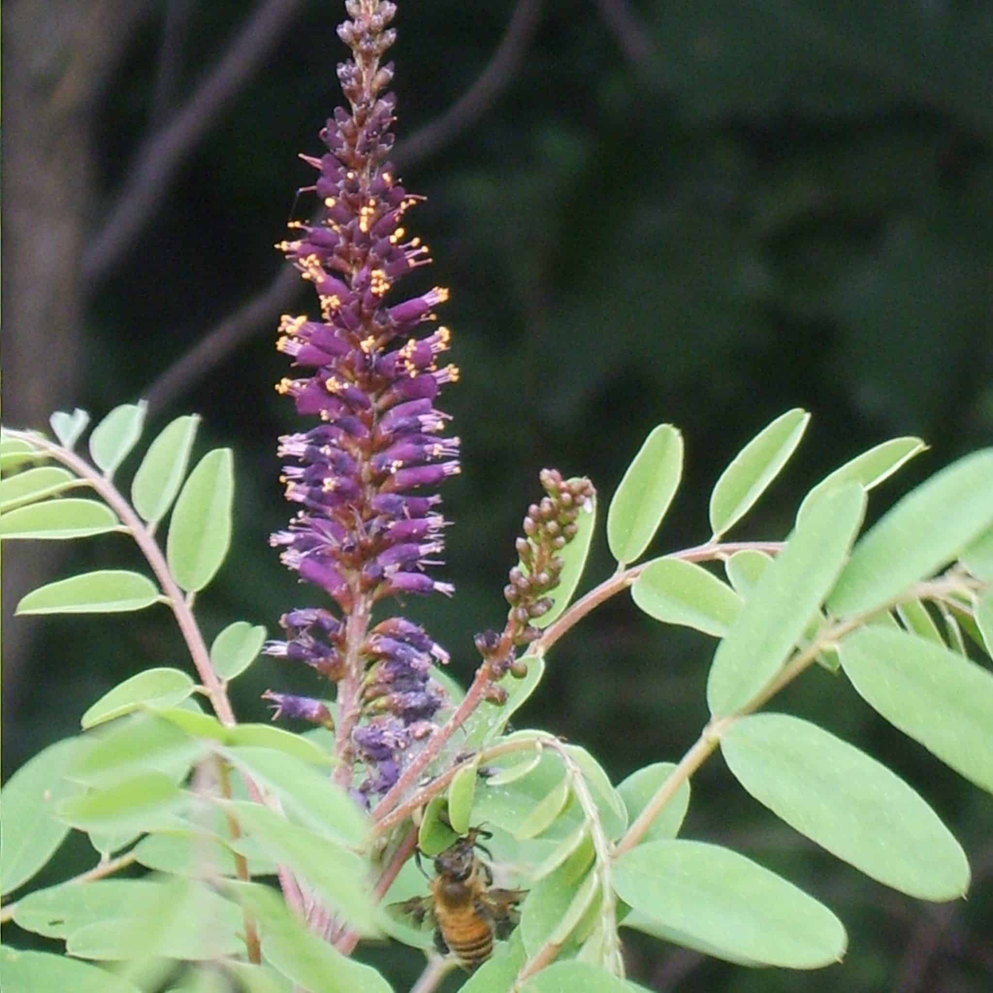 False indigo spencer creek nursery
