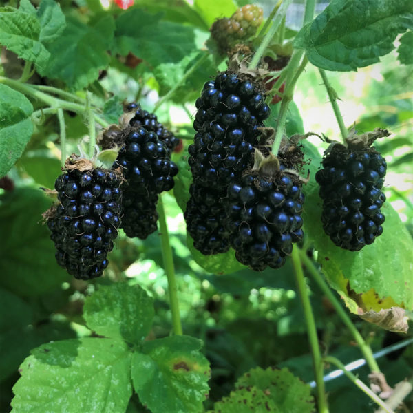 Marionberries