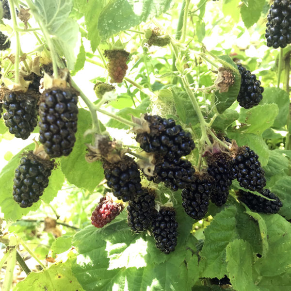 Marionberries on Marionberry bush