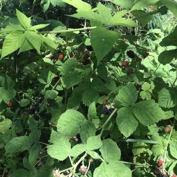 Marionberry vines