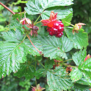 salmonberry bush with berry