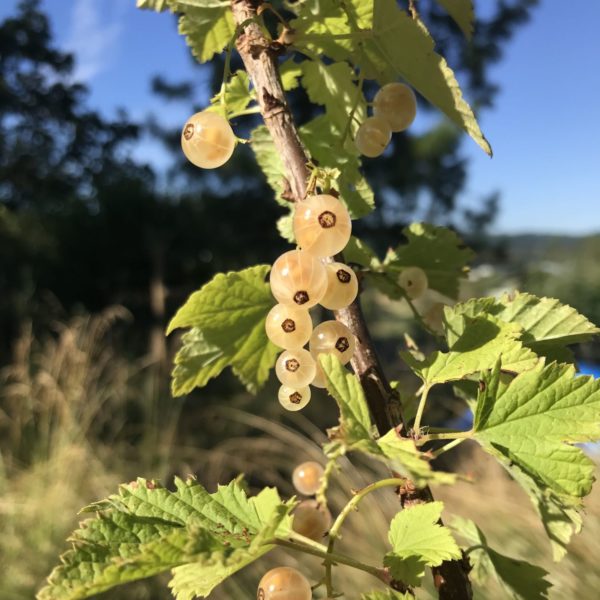 White Grape White Currant