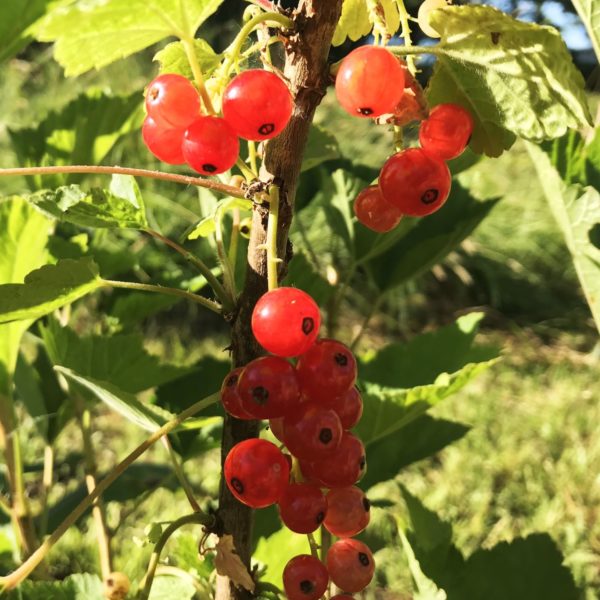 Rovada Red Currant