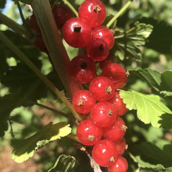 Minnesota 52 Red Currant