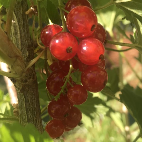 Minnesota 52 Red Currant