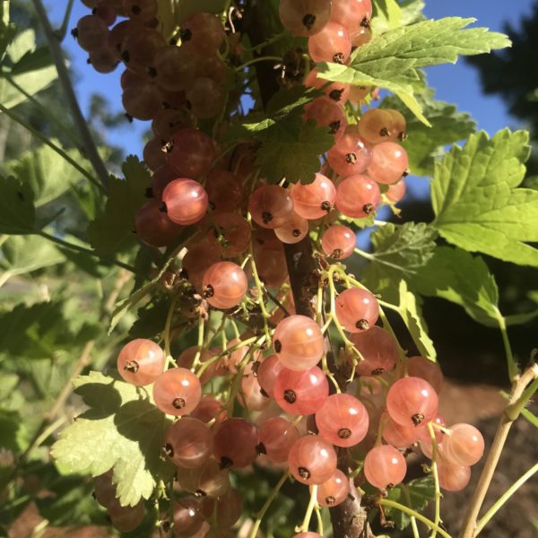 Gloire des Sablons Pink Currant