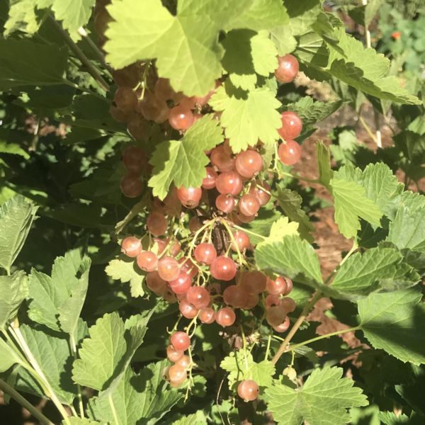 Gloire des Sablons Pink Currant