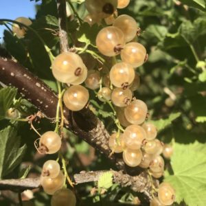 White Grape White Currant
