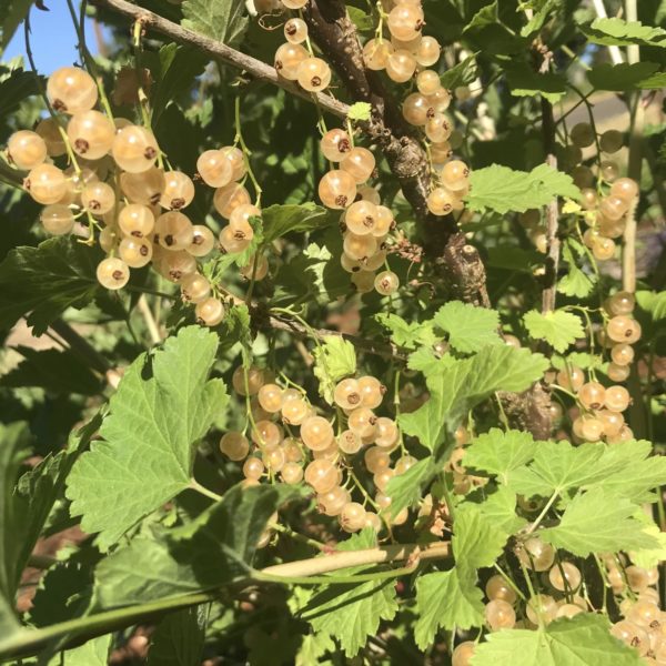 White Grape White Currant