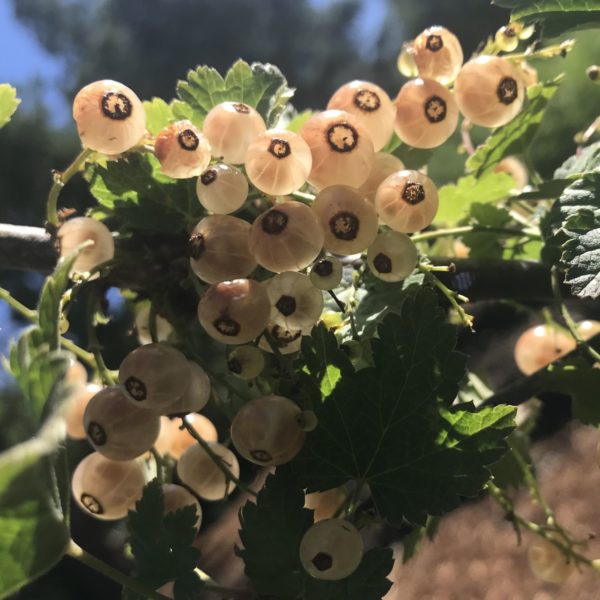 White Cherry White Currant