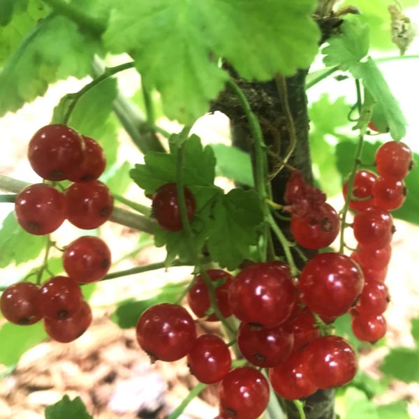 Jonkheer van Tets Red Currant (JVT)