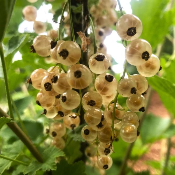 White Grape White Currant