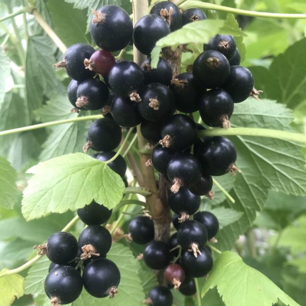 Willoughby Black Currant