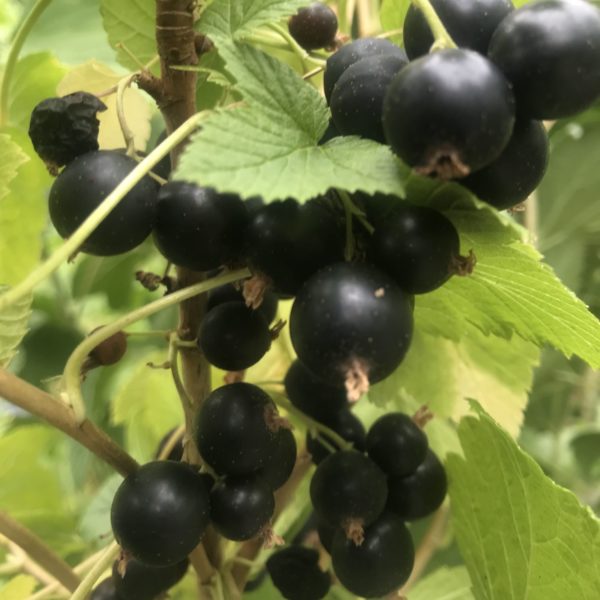 Willoughby Black Currant
