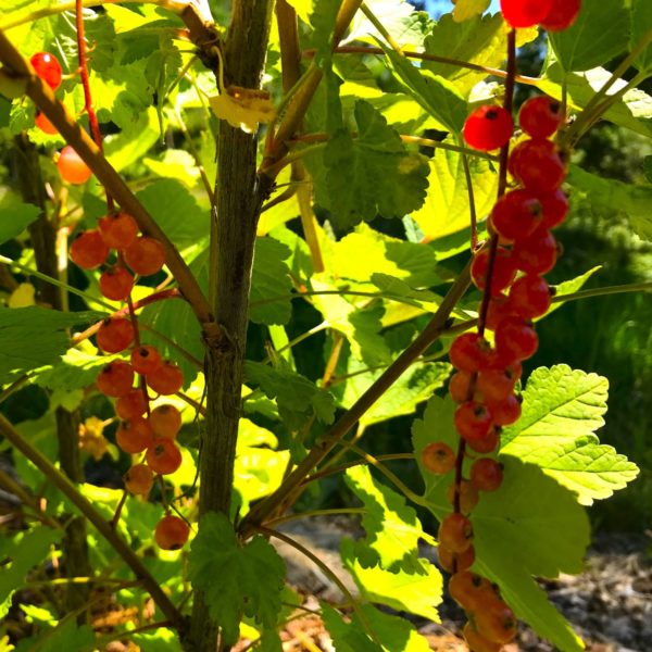 Rovada Red Currant