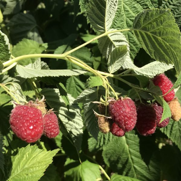 cascade delight raspberries