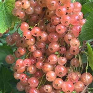 champagne pink currant