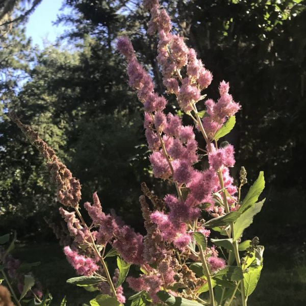 douglas spirea flower stalks