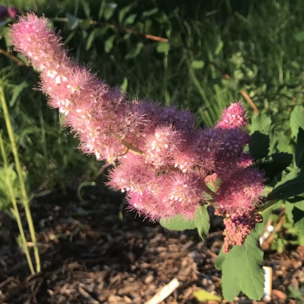 douglas spirea flowers closeup