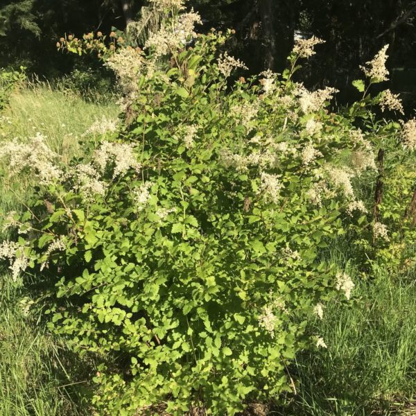 oceanspray bush