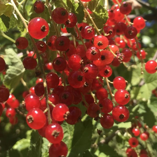 red currant