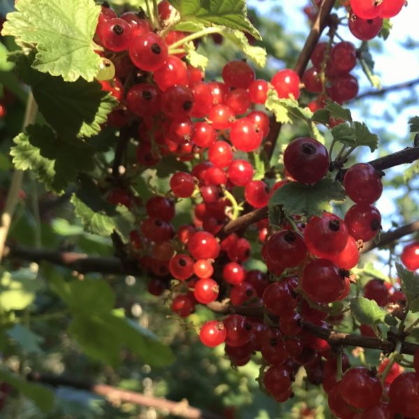 red currant