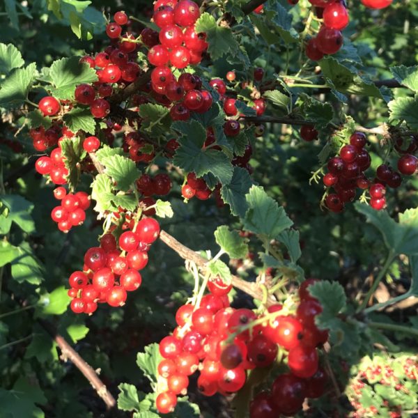 red currant