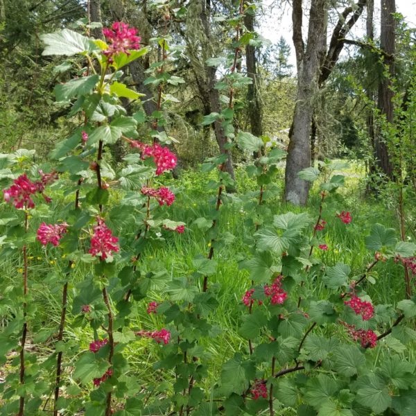 red flowering currant bush