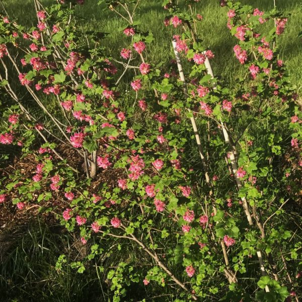 red flowering currant bush in full bloom