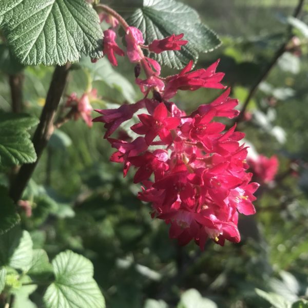 red flowering currant flower closeup