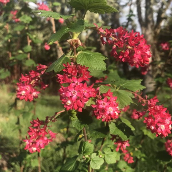 red flowering currant flowers